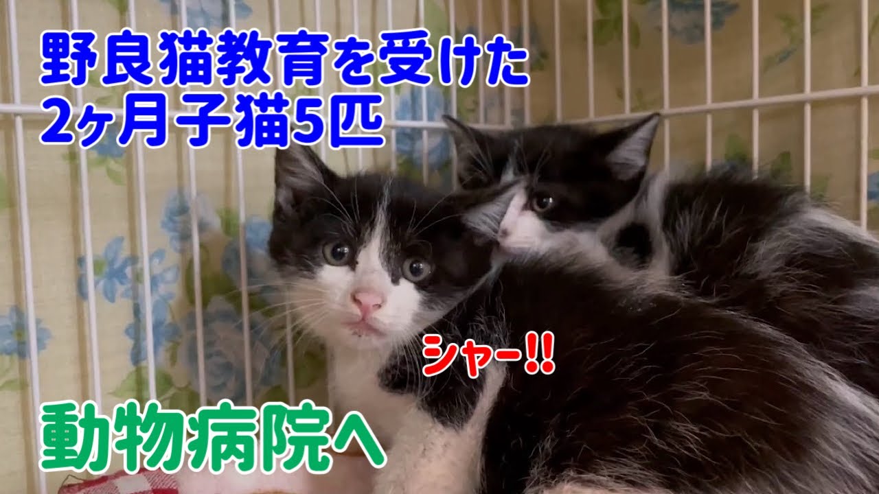 【納屋にいた子猫5匹】まだ生後2ヶ月でもしっかり野良猫教育を受けています