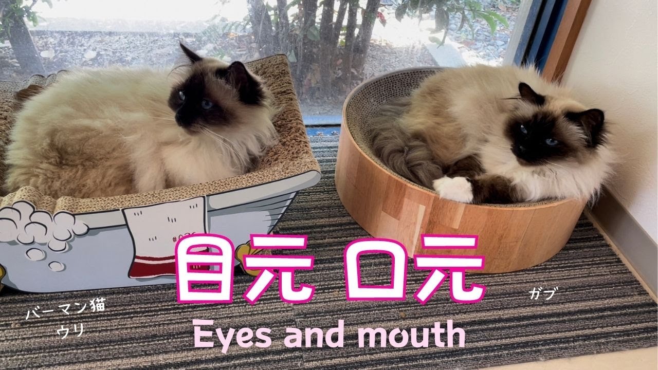 バーマン猫ウリとガブ【目元 口元】Eyes and mouth（バーマン猫）Birman/Cat