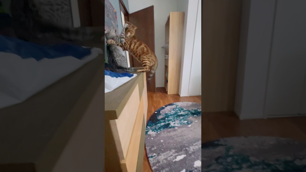 仲良し猫プロレス🐈🐈‍⬛#癒し動画 #cat #猫のいる暮らし #cute #bengalcat #ocicat #仲良し猫#ねこ