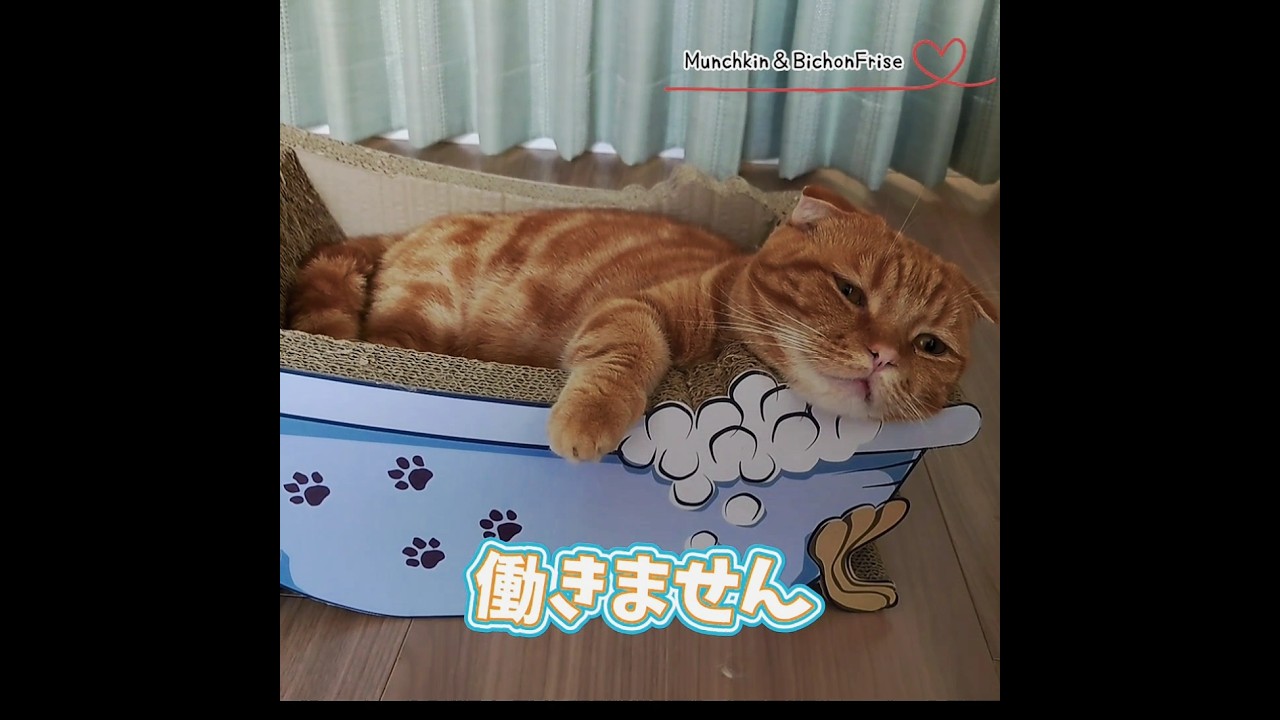 【マンチカン】猫は今日も明日も働きません 【犬と猫、両方飼ってると毎日かわいい♥】