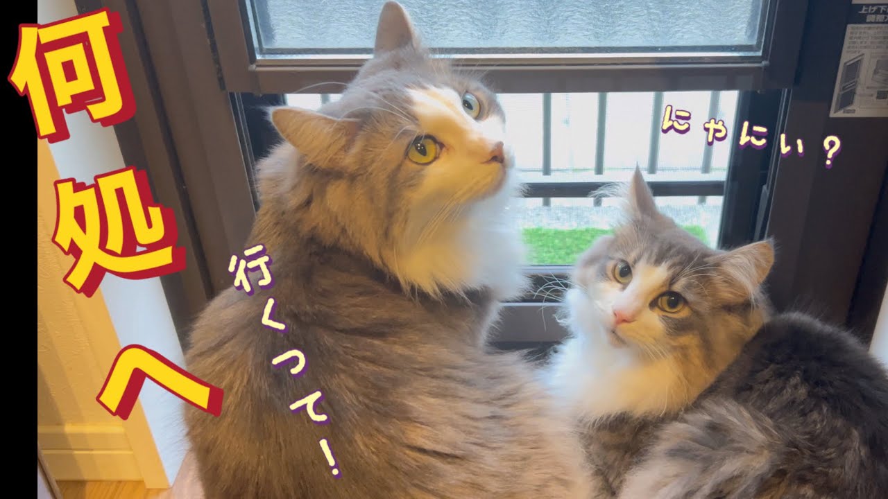 いないと寂しいはずのノルウェージャンフォレストキャットだったが‥(^^)#catvideos #猫のいる暮らし #cat