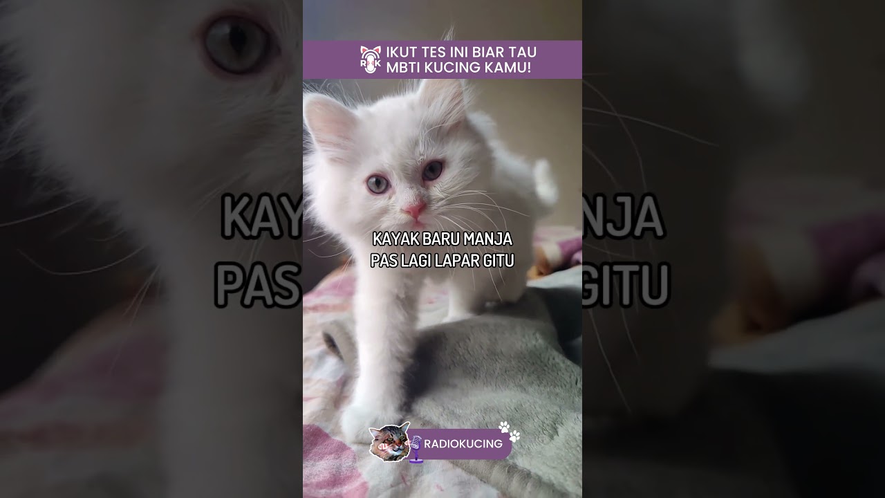 Kalau kucing kamu punya MBTI apa nih cat lovers? Yuk komen dibawah! 🥳 | Radio Kucing #shorts