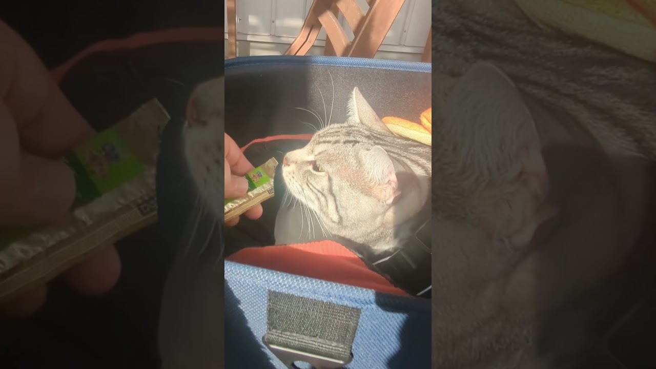 【丸亀製麺】テラス席で猫も一緒にうどんを食べれる⁉️茅ヶ崎店🌊🏄#shorts #丸亀製麺 #ペット同伴可 #猫 #アメリカンショートヘア #アメショ #お散歩猫