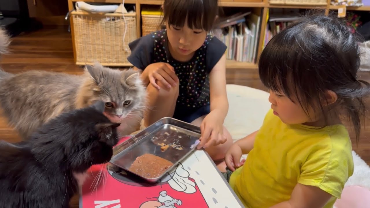 一歳の誕生日をむかえた猫　サイベリアンA cat celebrating its first birthday. Siberian