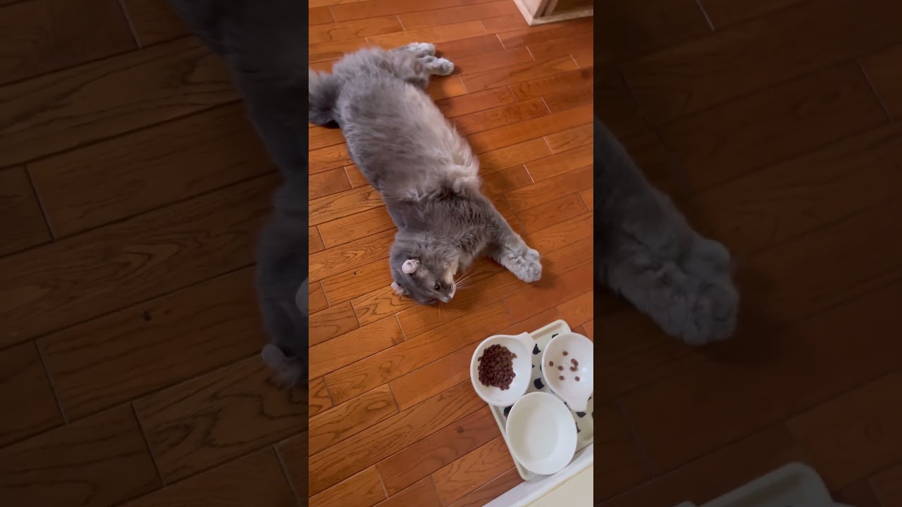 欲しいよー #ねこ動画 #アメリカンカール #cat #猫のいる暮らし