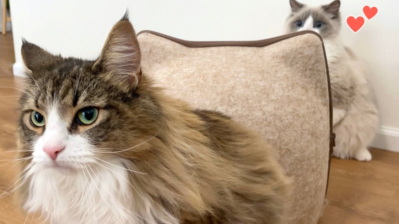 先輩猫のあとをついて回る新入り猫が可愛すぎたので…見てください…