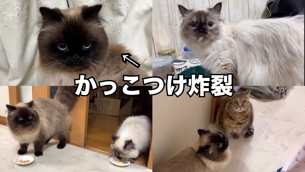 【子猫】イケメン気取りのげんたくんと我が家の猫たちの日常