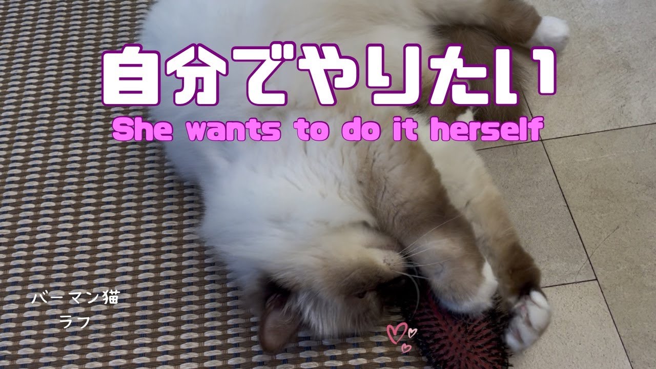 バーマン猫ラフ【自分でやりたい】She wants to do it herself（バーマン猫）Birman/Cat