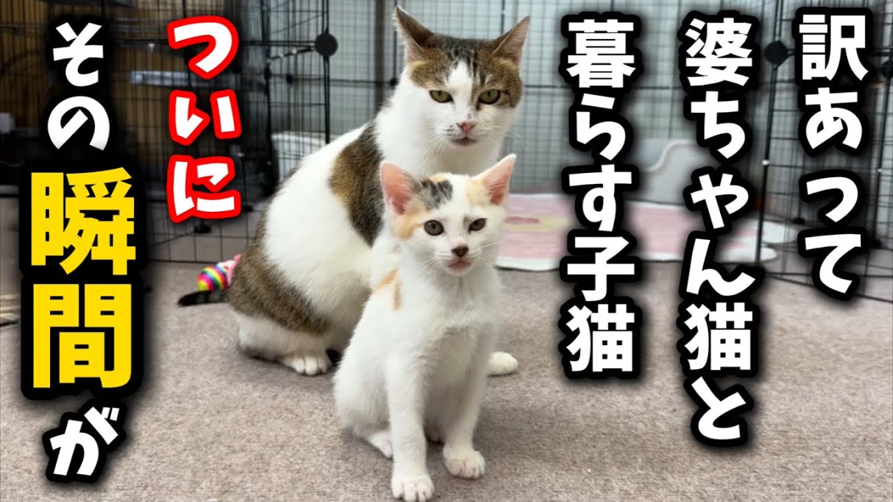 【永久保存版】婆ちゃん猫と子猫の幸せな瞬間に立ち会えました