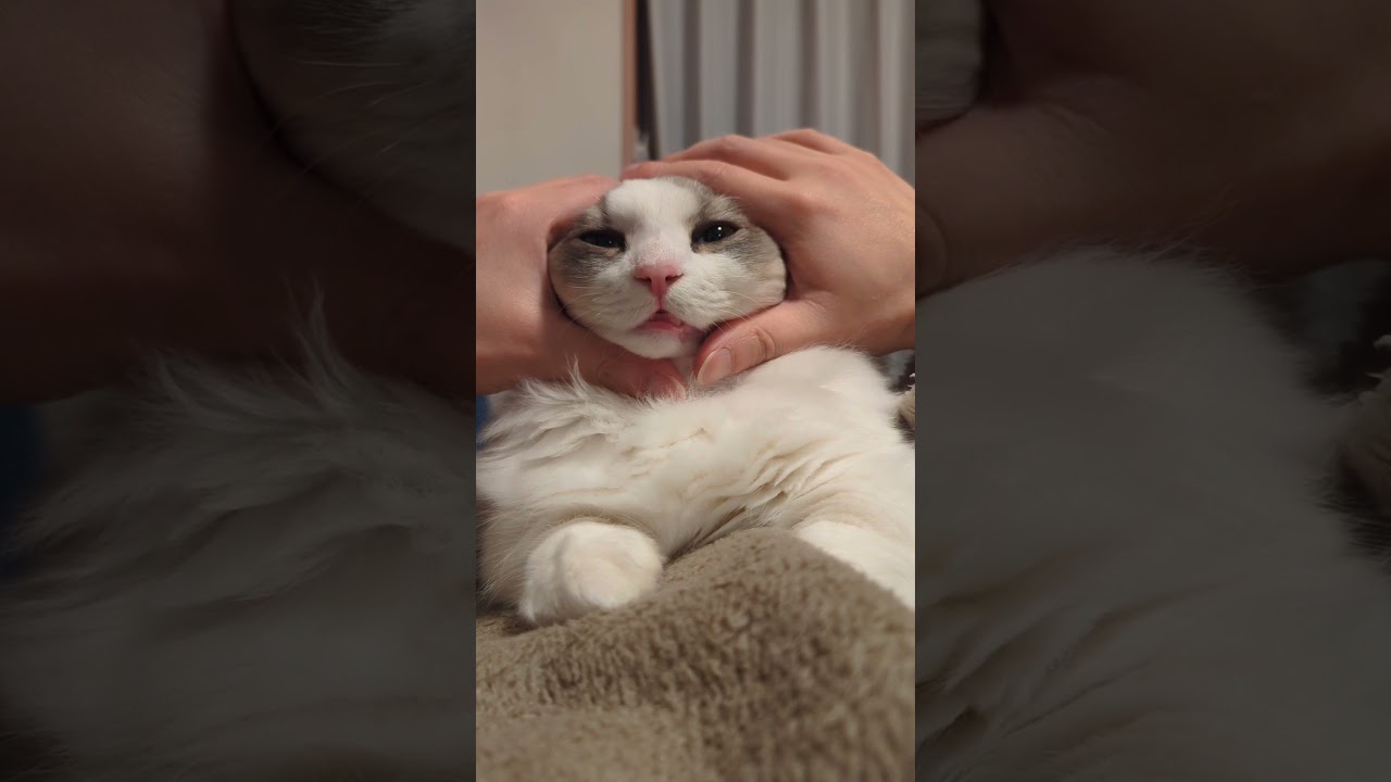 おまんじゅうみたい#マンチカン #短足マンチカン #長毛猫