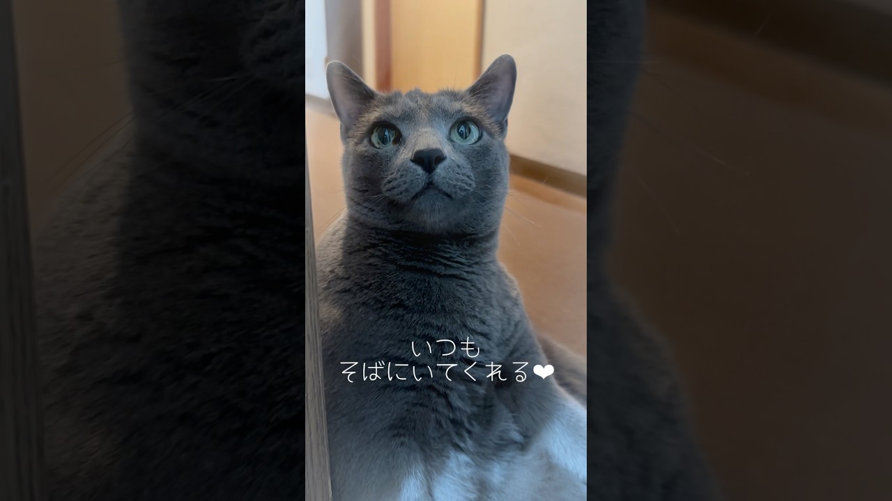 【ロシアンブルー】めろん💗いつもそばにいてくれます🥹【猫】#shorts