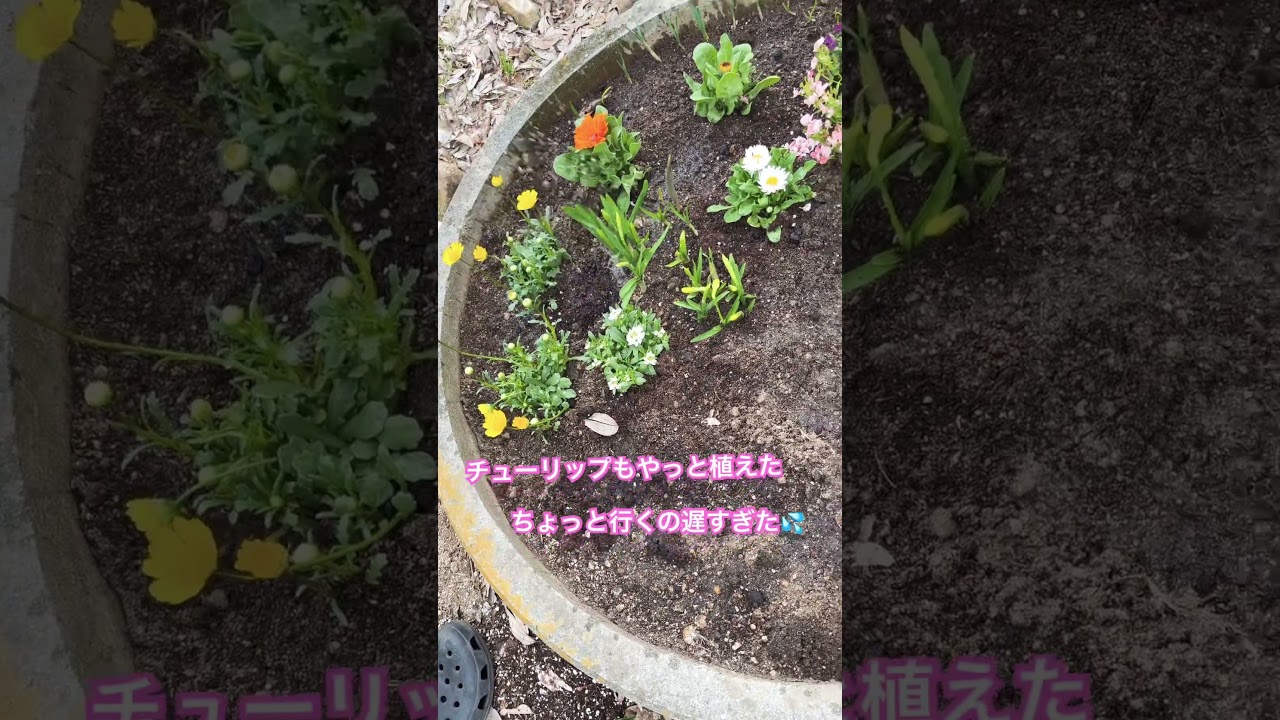 購入遅すぎた💦  #猫 #cat #愛猫 #アメリカンショートヘア #shorts #花 #花壇 #ガーデニング