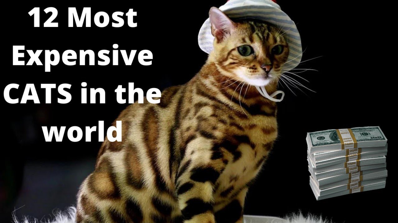 12 Most Expensive Cat Breeds in The World.