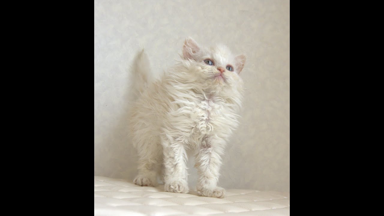 セルカークレックス子猫　Selkirk Rex　2025.4.12産まれ　クリーム＆ホワイト　巻き毛　男の子　シーダキャット猫のお店