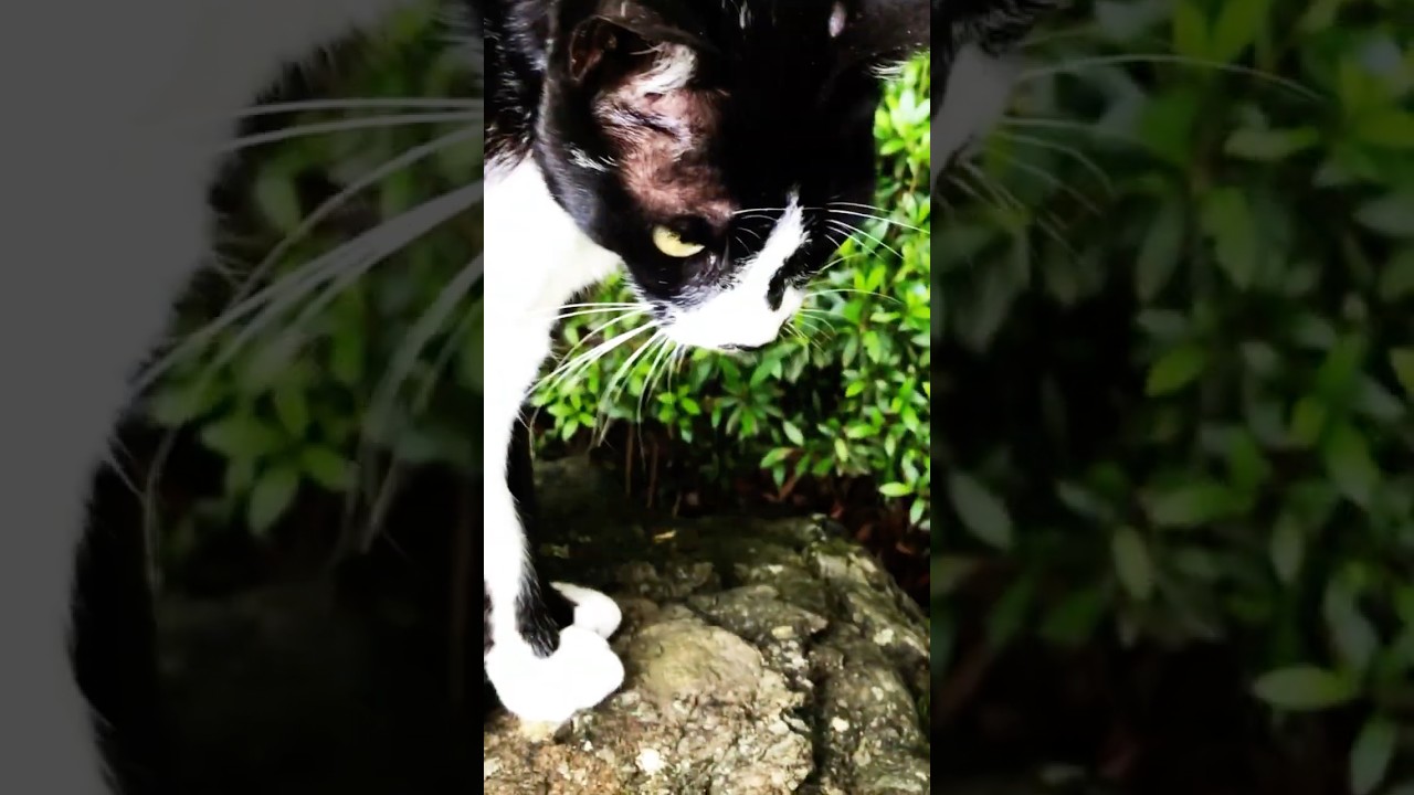 屋根に上る手順です　#cats #ねこ #ネコ