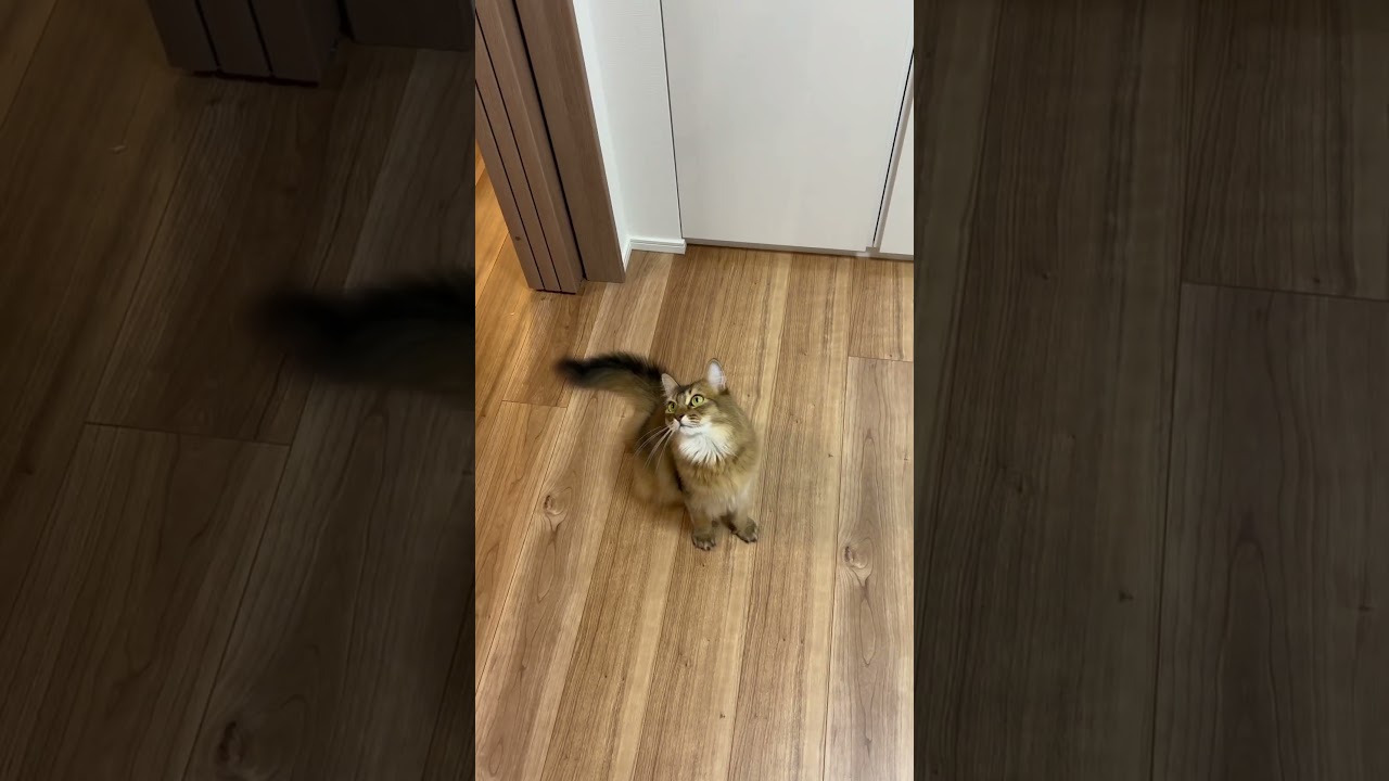 リズミカルに首を振る猫 #ソマリ #ねこのいる暮らし