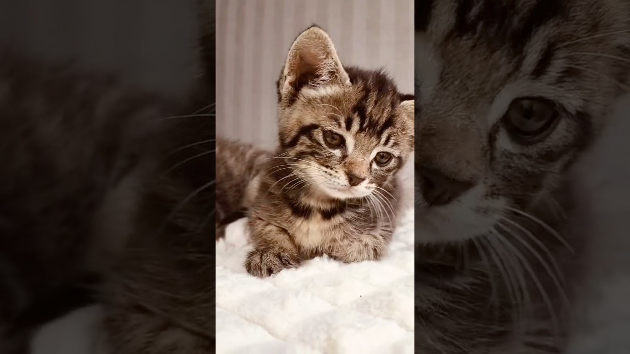 遊び疲れて眠くなる　みこわこ　#shorts  #猫　#子猫　#保護猫