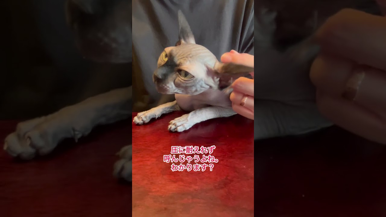 仕事中にかまってアピール強めのスフィンクス#shorts #スフィンクス #スフィンクス猫 #sphynx #猫のいる暮らし