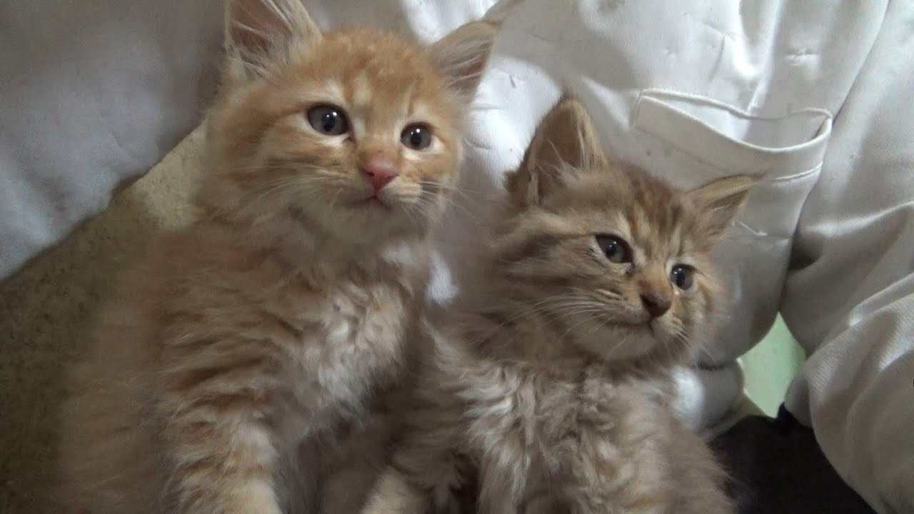 川で救助された兄弟子猫はかわいい毛玉だった