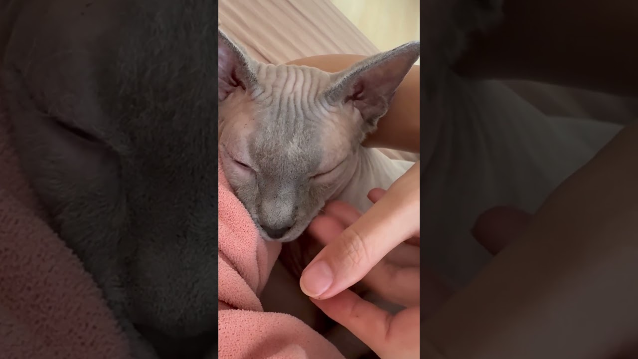 ママに腕枕されに来る毛のない猫【スフィンクス】