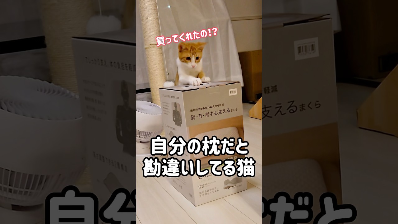 自分へのプレゼントだと勘違いしてる子猫の可愛い行動！#猫 #cat