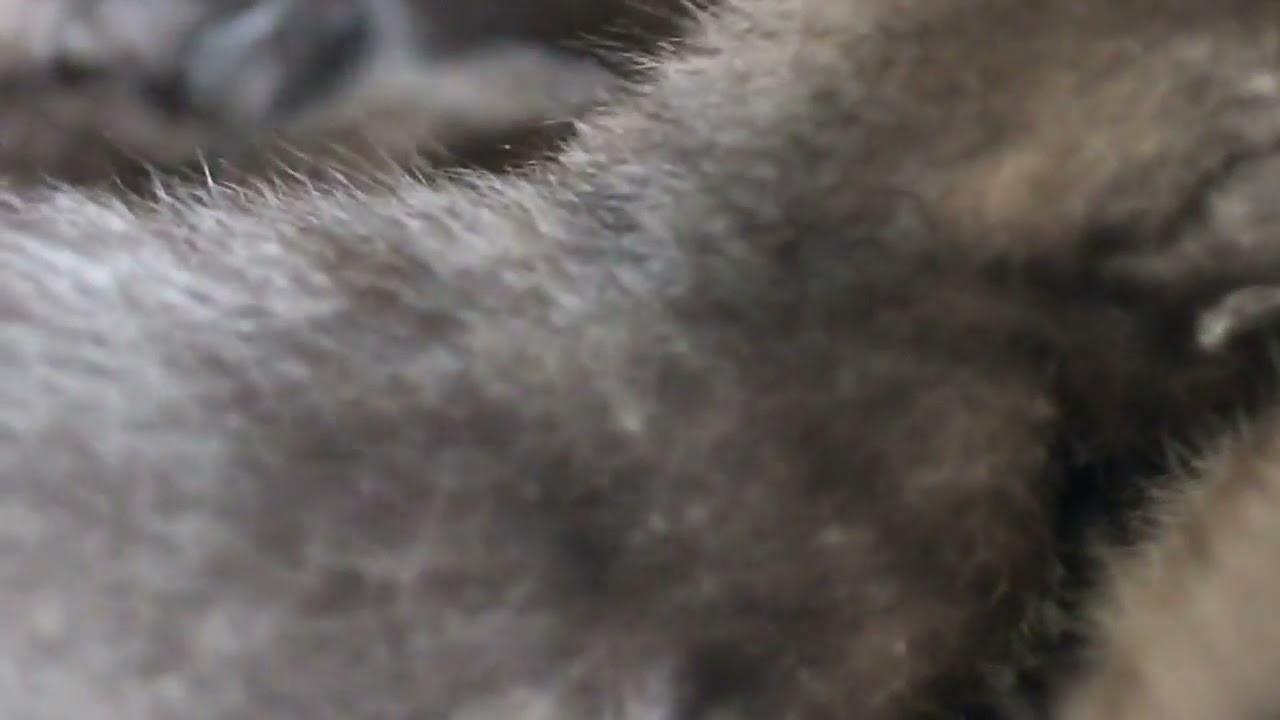 ボンベイ 赤ちゃん グルグル授乳時間 別角度から！ Bombaycat Kitten