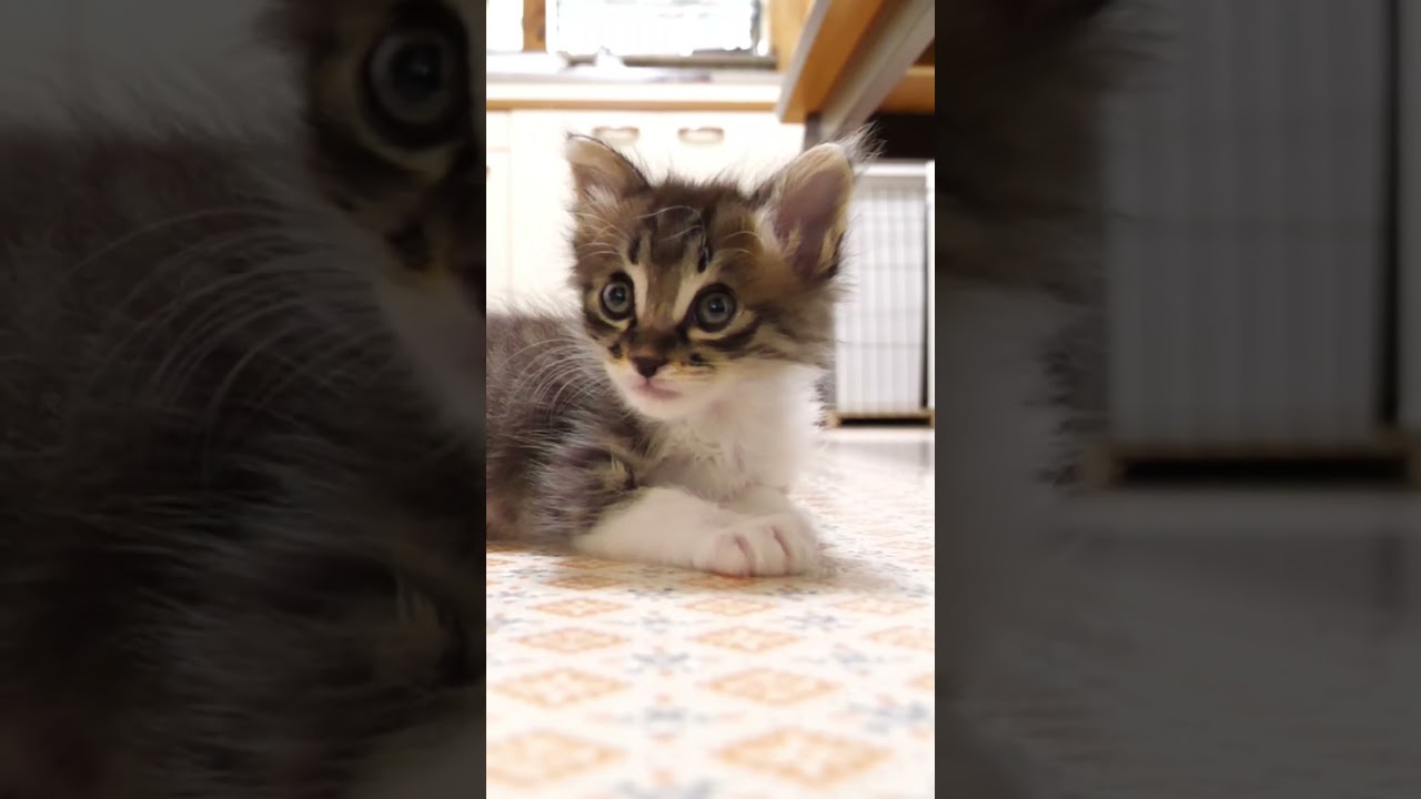 ママよ、カバンに隠れてお出かけを狙う子猫ですが？#gatto #kitten #cat #meow