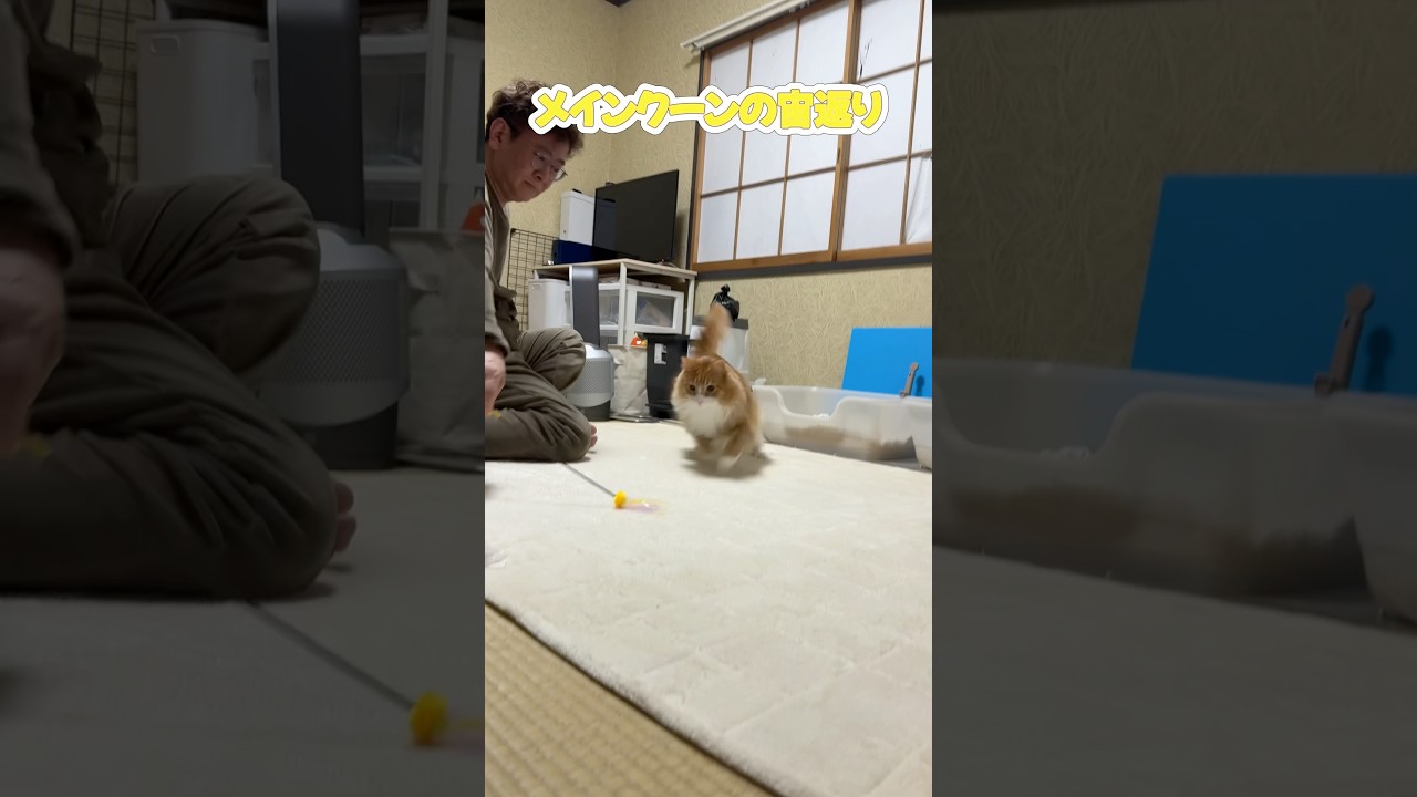 大型猫の宙返り #shorts #メインクーン