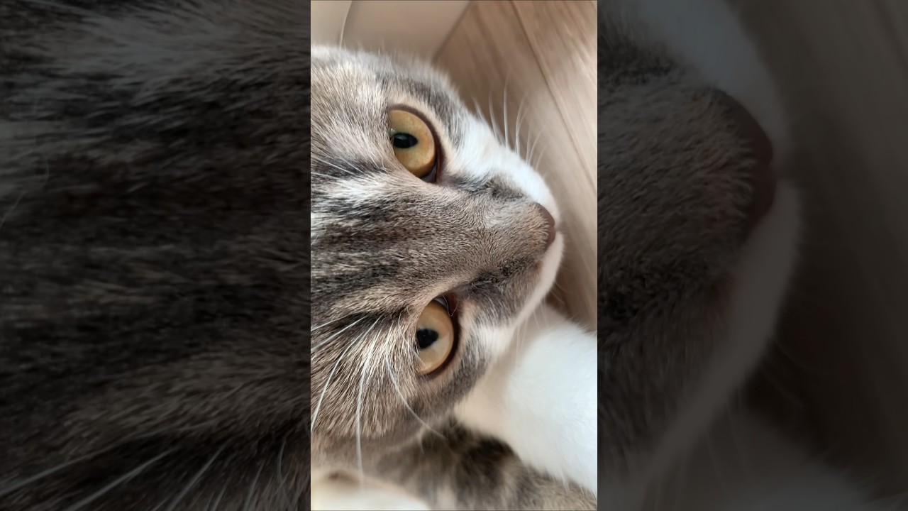 子猫もまたこちらを覗き込む #アメリカンカール #たぴ #猫のいる暮らし