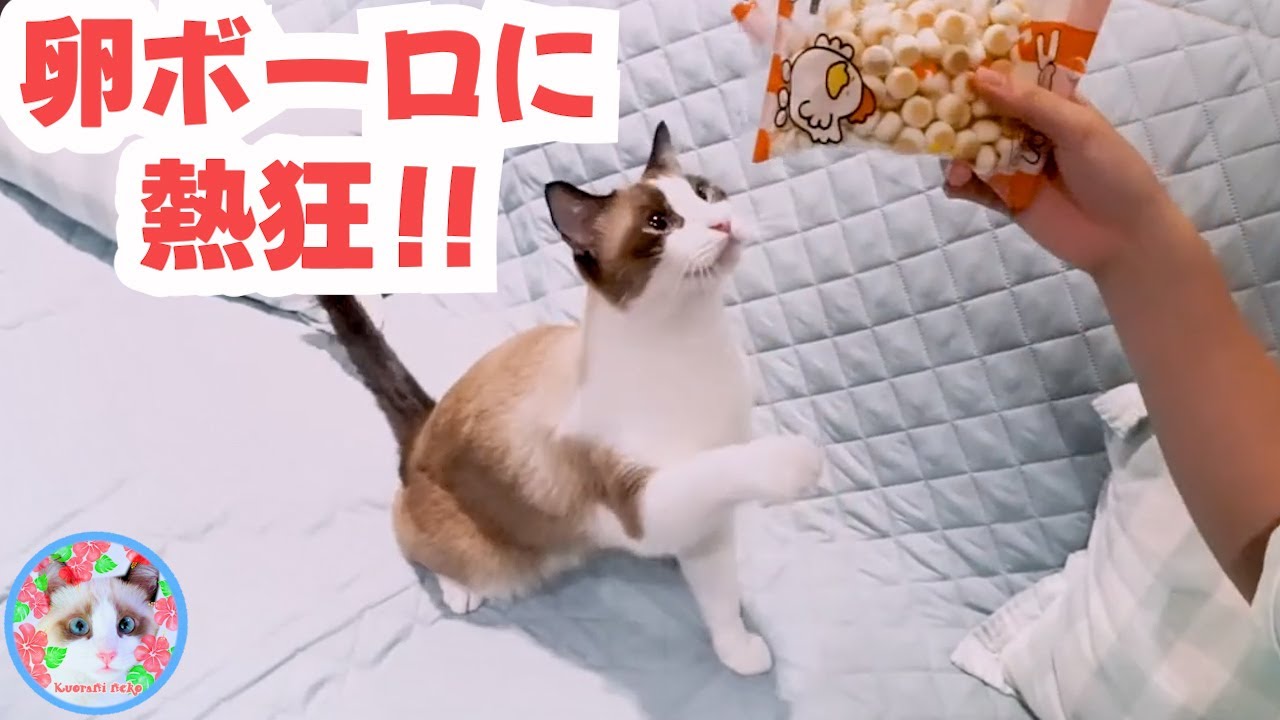 卵ボーロが欲しくて攻撃的になってしまったスノーシュー猫 Cat who attacked for egg snack & changed