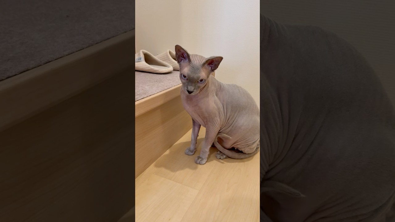 急に鳴き出す毛のない猫【スフィンクス】