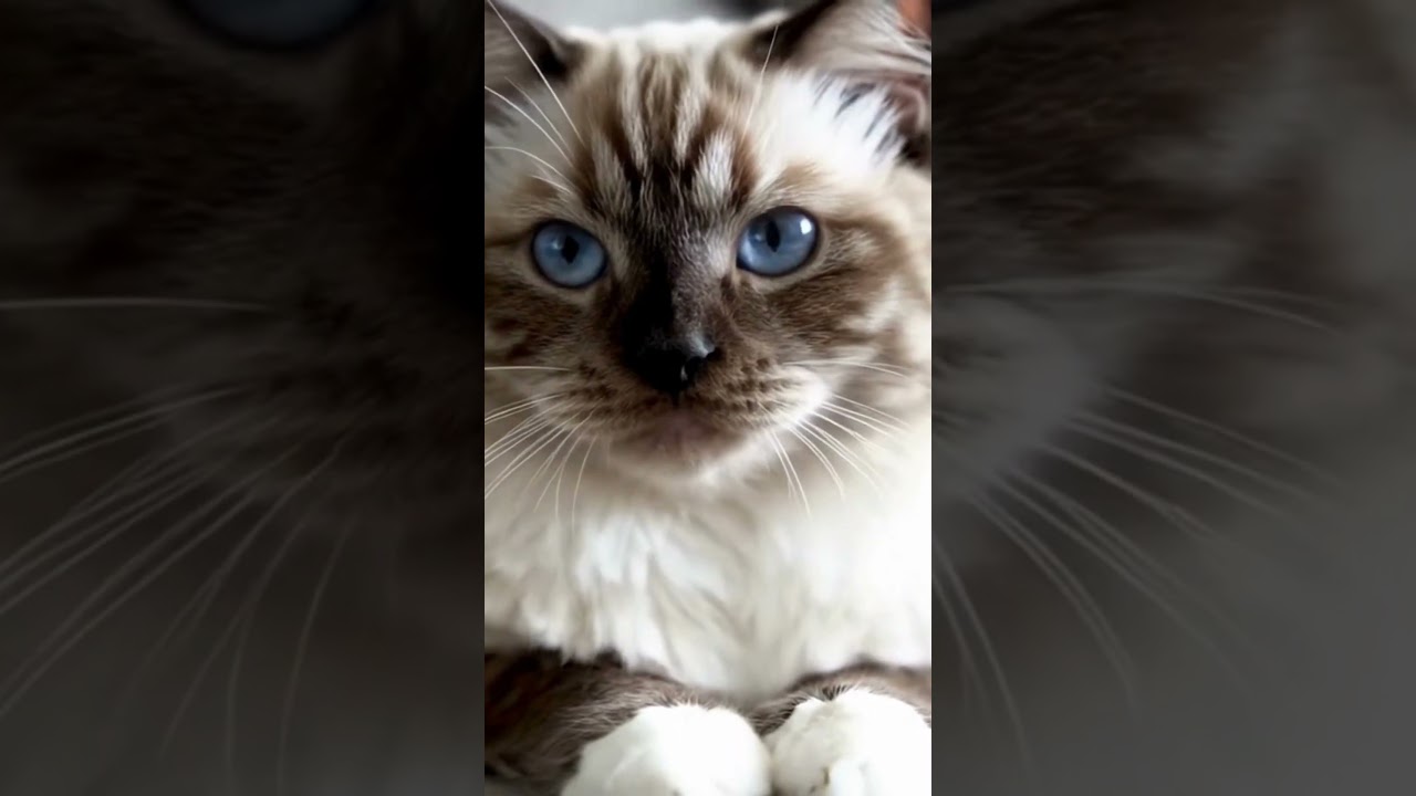 Ragdoll | AI Generated Video #shorts