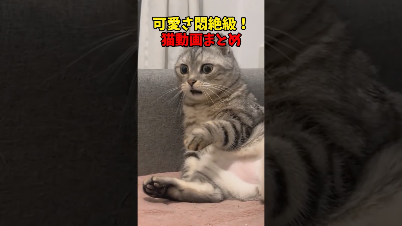 可愛さ大爆発💥 #猫 #cat #cats #cute