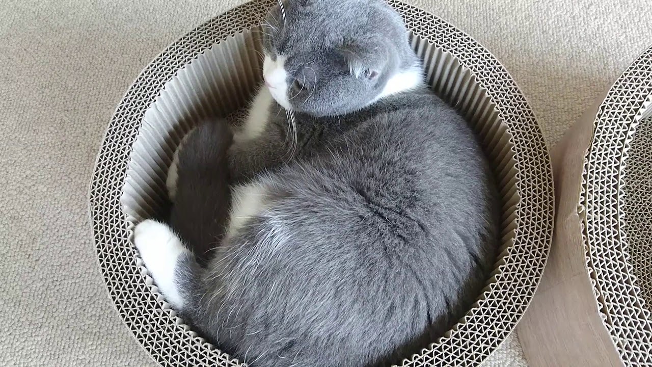 カインズ　Pet's One　猫グッズがシンプルで機能的 ｜ ブリティッシュショートヘア 猫の小鉄