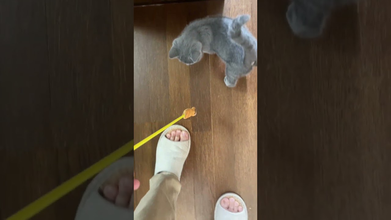 #shorts スラローム【出来る猫にする】シャルトリュー子猫  #ねこのいる生活