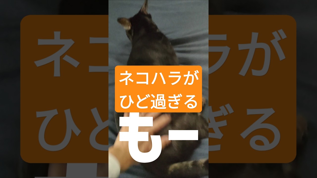 猫ハラスメントが毎日ひど過ぎる #ベンガルネコ #cat #猫のいる暮らし #ねこのいる生活 #ねこがいる幸せ