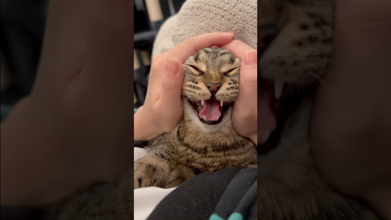 めっちゃ鳴く可愛すぎる猫たち集!! #shorts #猫 #cat