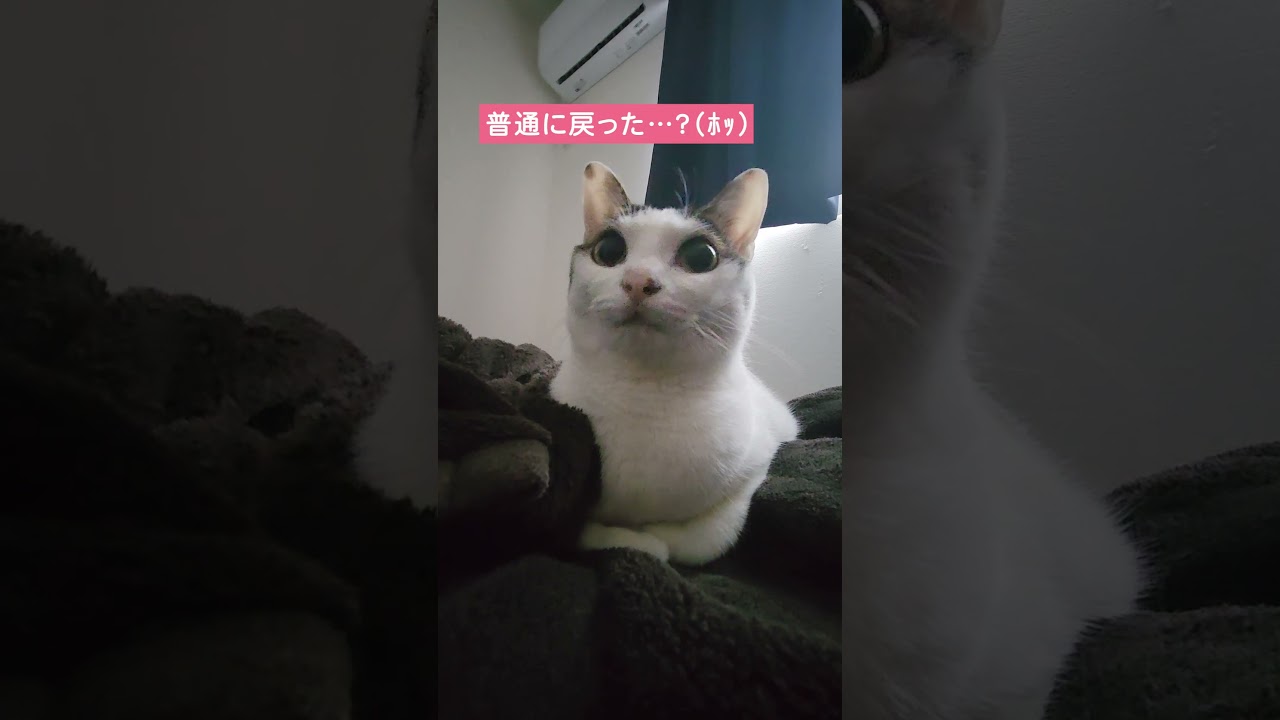 突然びっくりした顔で飼い主の後ろを凝視する猫が強すぎる