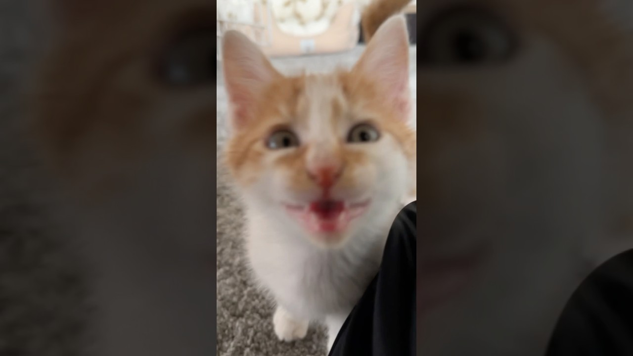 ご飯の美味しさに気づいた子猫   #猫 #cat  #shorts