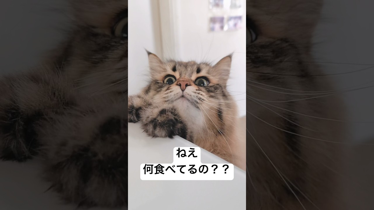 飼い主のお昼ごはんが気になる #サイベリアン #猫 #ごはん