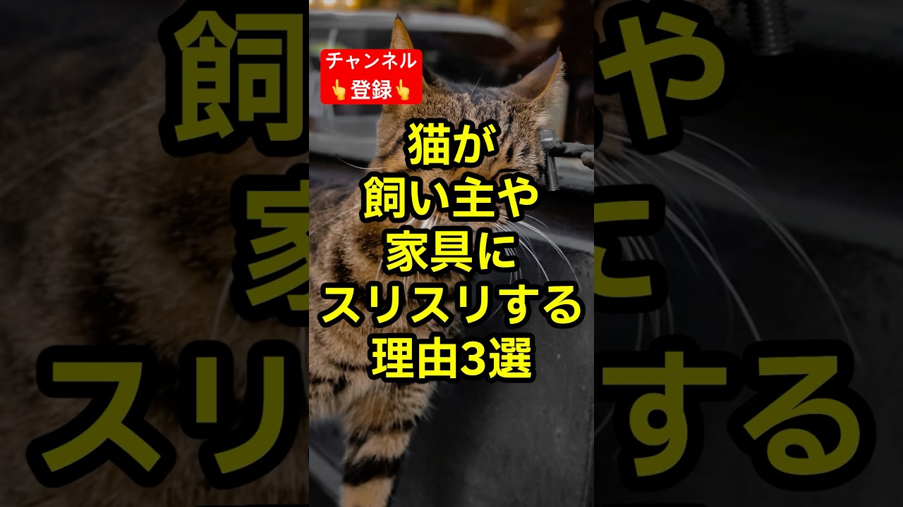 猫が飼い主や家具にスリスリする理由3選 #shorts #雑学 #豆知識 #猫 #猫好き #cat #猫動画