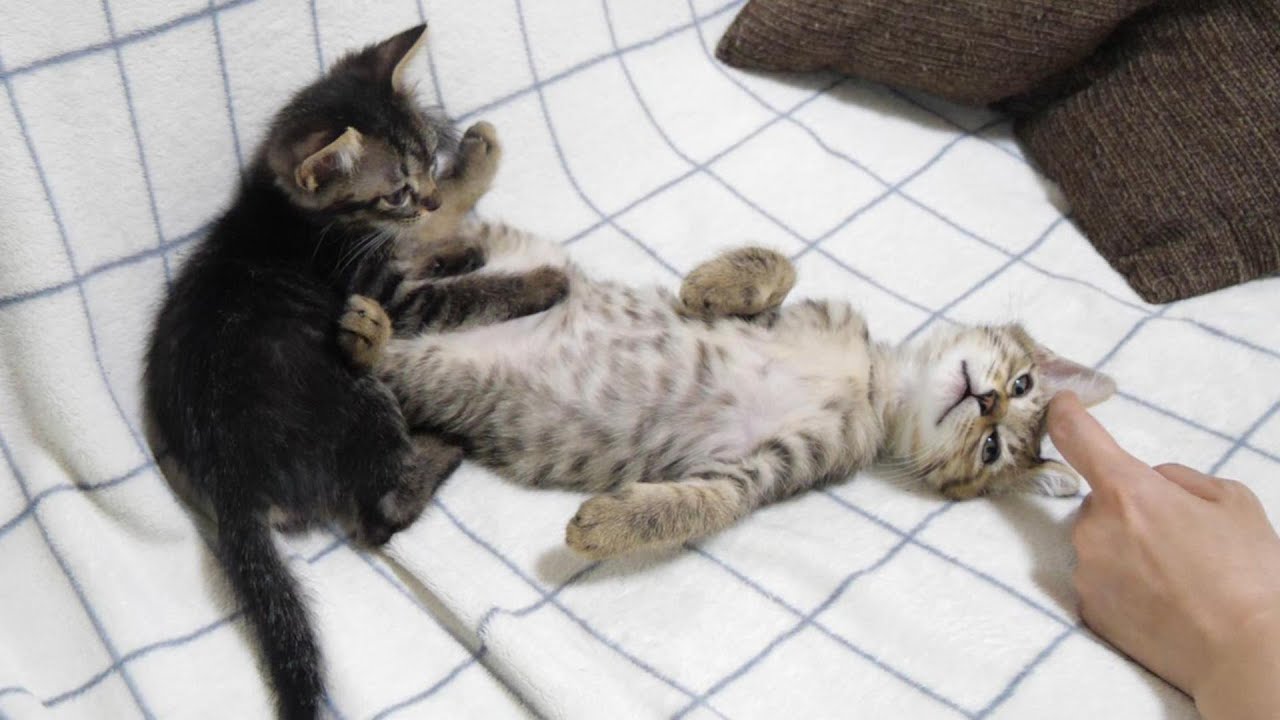 卒業２日前の子猫達が仲良くソファーで寛ぐ【赤ちゃん猫　保護猫】