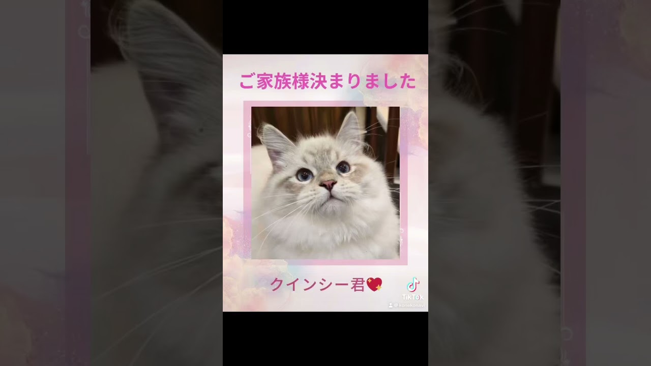 #サイベリアン #子猫 のクインシー君😻ご家族様決まりました💕抱っこができる子をお迎えされたい方は世界チャンピオン血統のサイベリアン専門店・ロイヤルキャッツにお越し下さい#ペットショップ