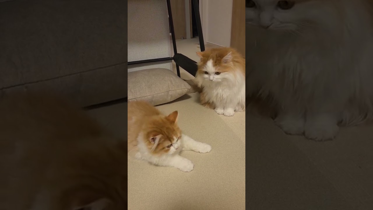 絶妙な距離感 #cat #ragamuffin #ねこ #ラガマフィン #猫のいる暮らし #猫のいる生活