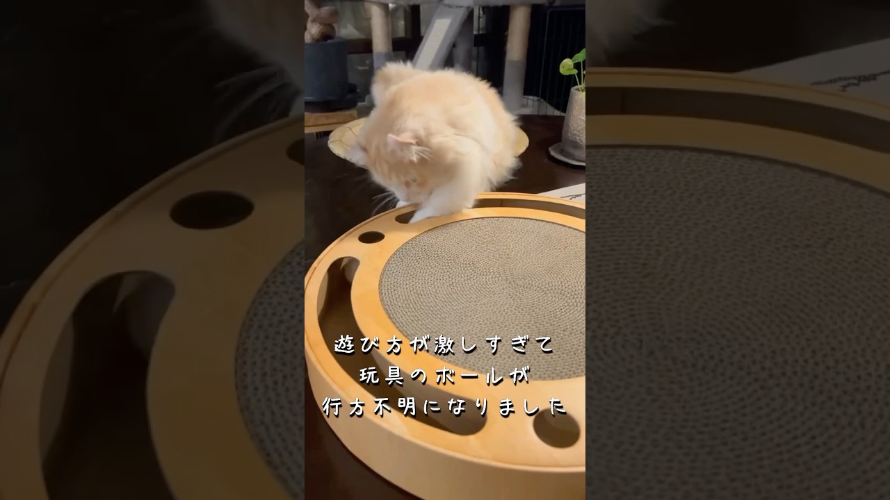 新しいおもちゃを導入しました！