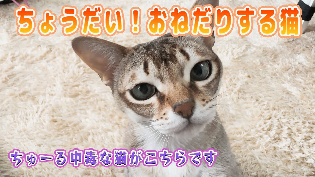 【シンガプーラ】ちょうだい！おねだりする猫！チュール中毒な猫がこちらです！まだ食べたいのニャ！お願い攻撃が止まらない#ちゅーる #singapura