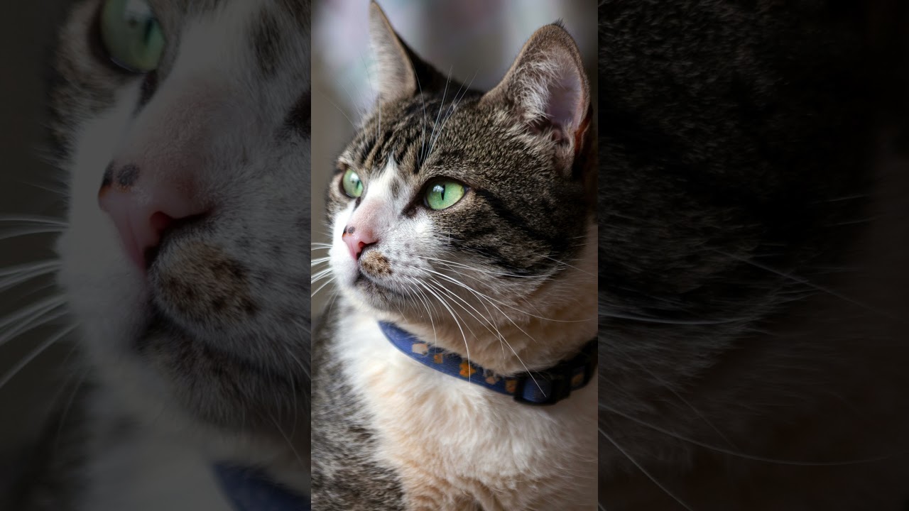 American Wirehair #catbreeds