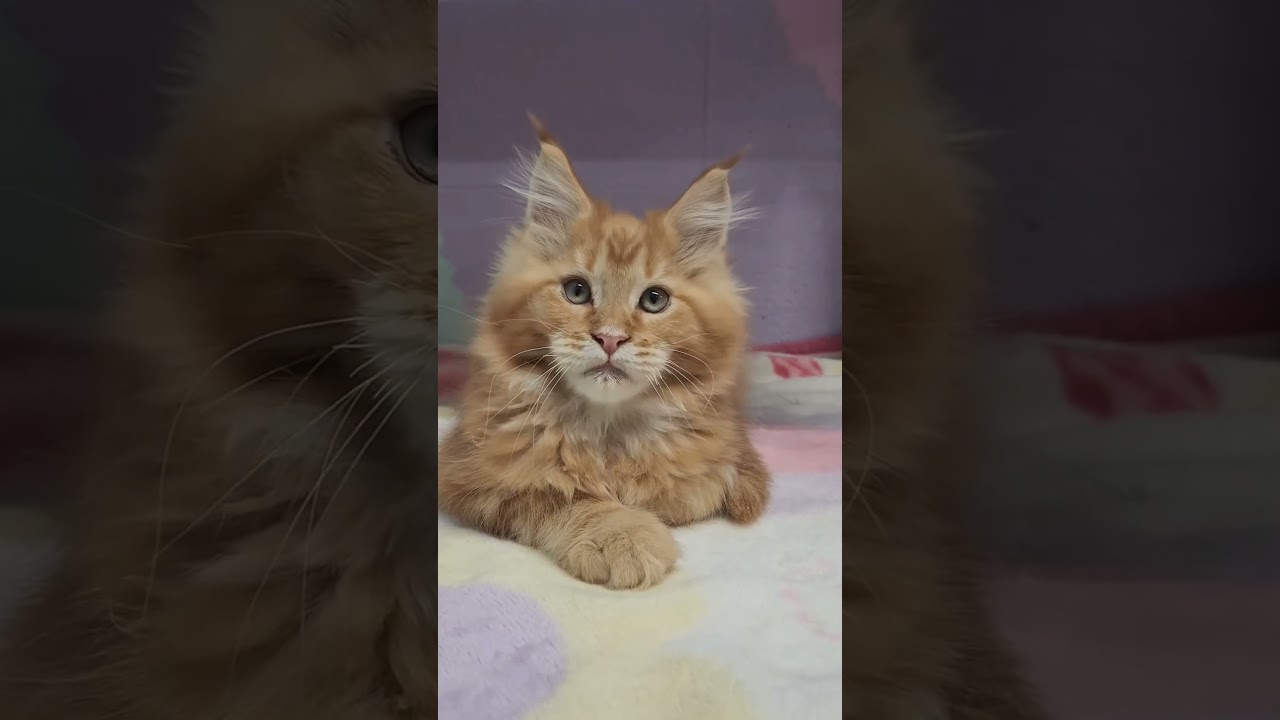 最高に可愛い！メインクーンの子猫たち、必見！キャシーズ・キャタリーのウィンディ・ヒル・ペッツで