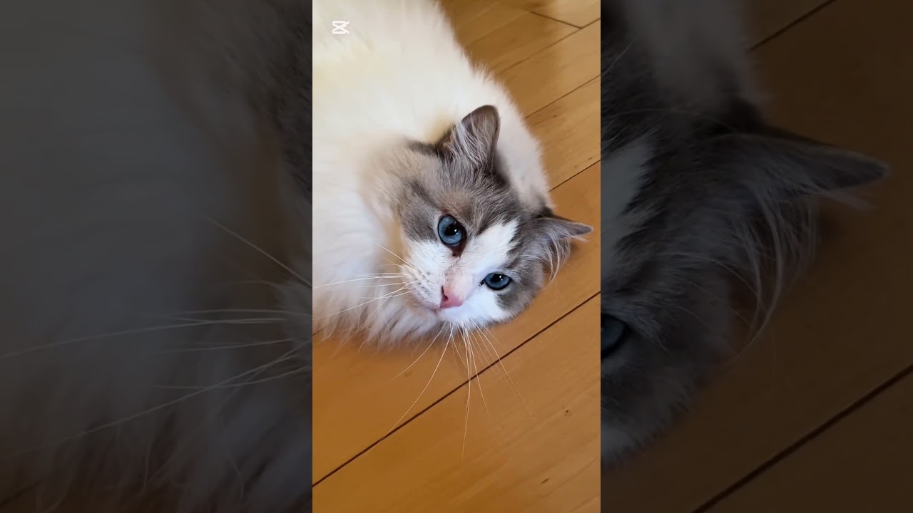 モフってくれとアピールする猫#猫のいる暮らし #ラグドール #cat