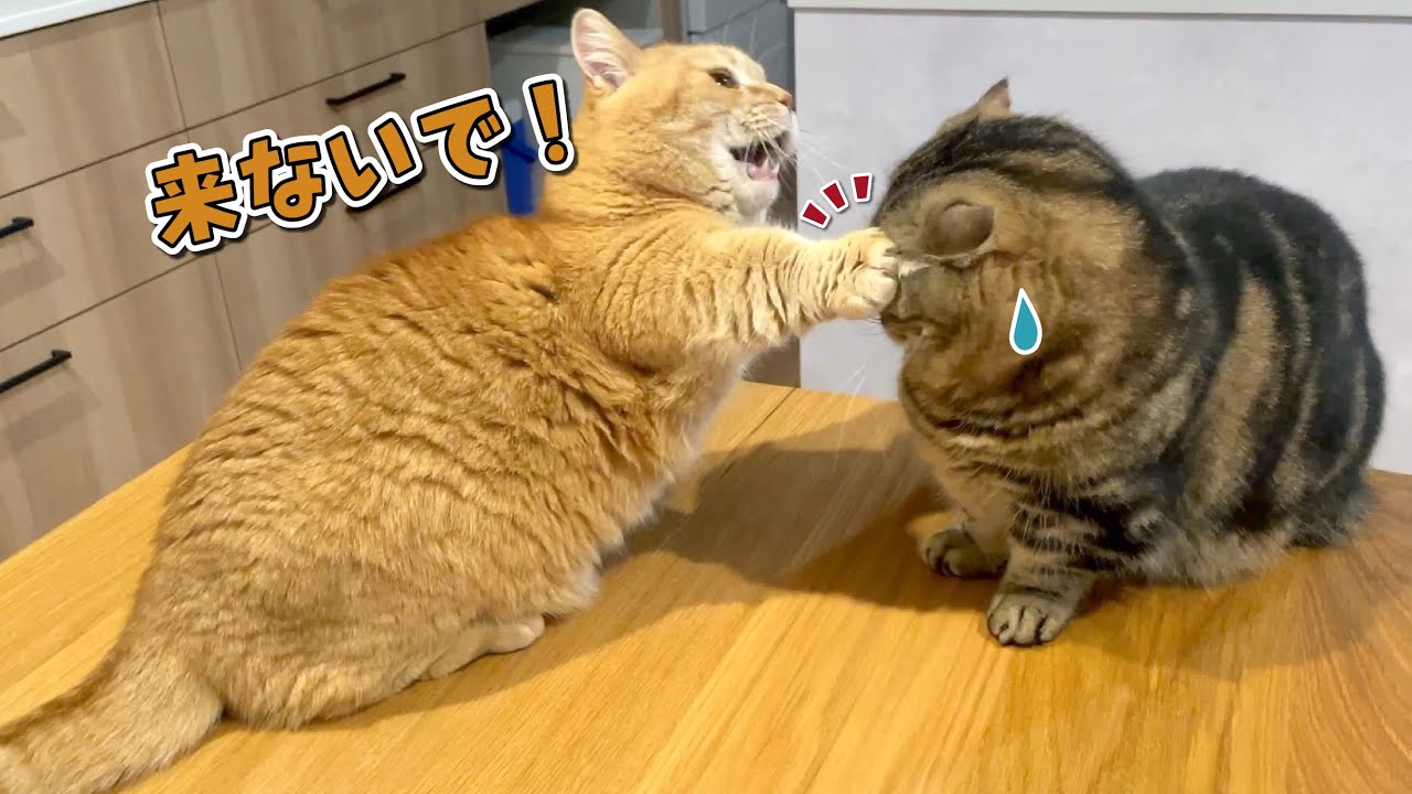 ママの側にいたくて縄張り争いする猫たちが可愛すぎた…！